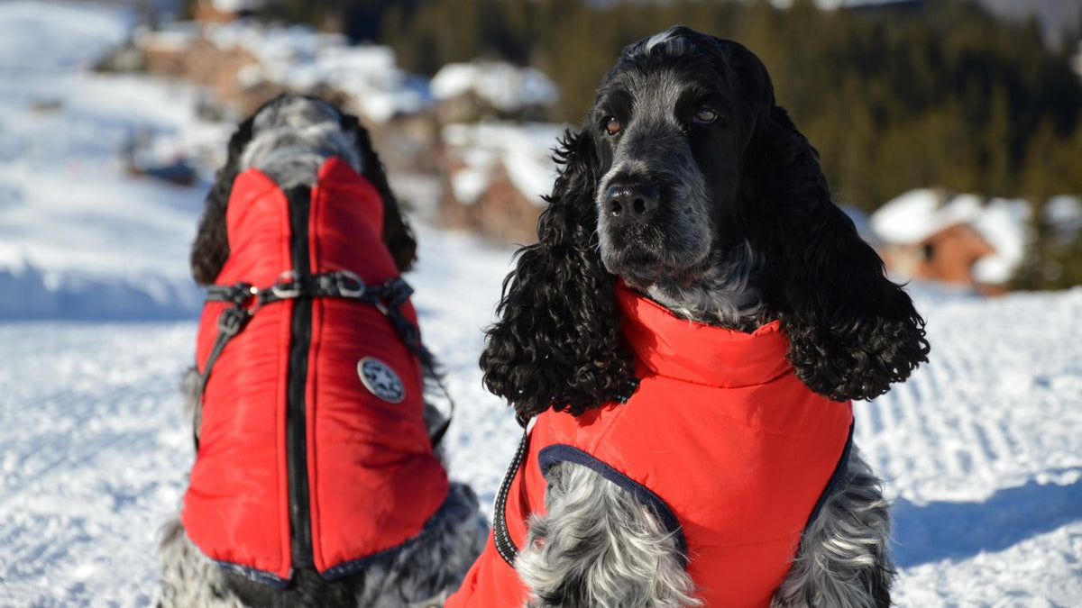 Serenity Weighted Calming Vest for Dogs