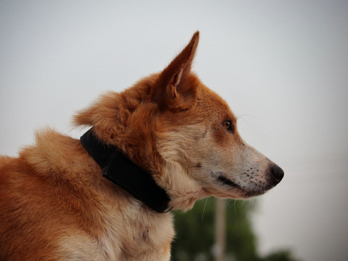 Serenity Calming Pheromone Collar