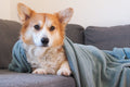 Serenity Weighted Calming Blanket