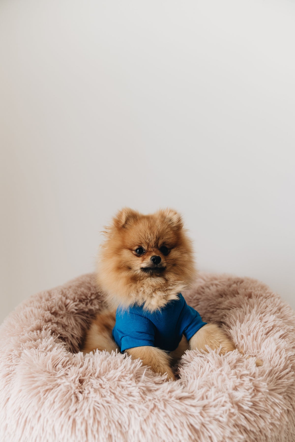 Serenity Calming Donut Bed